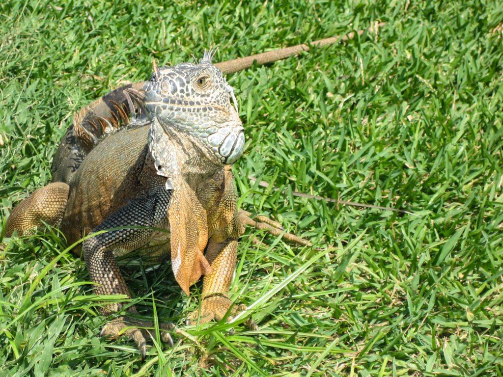 Iguanas in Mazatlán Mexico