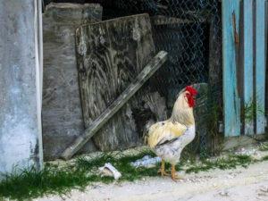 Chickens in Caye Caulker