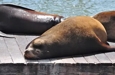 Sad seal from the CrosbyReport